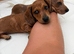 Daxie puppies for Sale