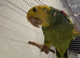Tame Amazon yellow headed super talkative