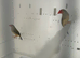Star finches