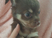 Long Coat Chihuahua puppies