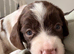 Female English Springer Spaniel Puppy