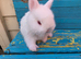 READY NOW... Baby Netherland Dwarf Buck