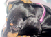 Miniature dachshund