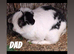 Mini lop x baby