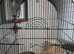 Bird cage