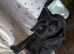 Beautiful black cockerdor puppy.