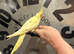 Cockatiel