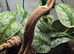 Amazon milk frog with set up
