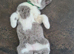 British shorthair carrier Himalayan gene 1 BOY LEFT