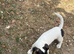 Jack Russell boy