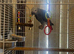 Male African grey with cage and full paperwork