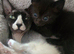 REDUCED Ready NOW Beautiful babies ready next week, these kittens are absloutely stunning