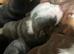 KC registered British bulldog