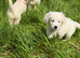 KC registered Golden Retriever Puppies