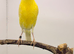 2024 Irish male canary
