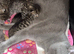 5 British  Shorhair x Maine coon kittens