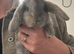 Pure Bred French Lops