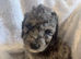 Beautiful miniature poodle puppies