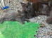 Maine coon kittens tica reg beautiful blues and black