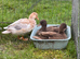 Call duck pairs 2026 hatch
