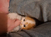 Ginger boy (urgent)