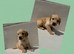 Ready to leave - 5 Kc Registered golden retriever boy pups!