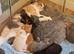 GCCF registered Chunky kittens