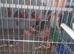 Canary birds