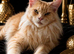 Price drop!!!Maine Coon Kittens ready for reservation