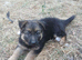 German shepherd pups