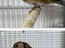 Canary and gold finches