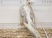 Beautiful Albino Young Cockatiels young 2026