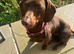 Rehome female