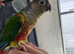 Beautiful Pineapple  Green Cheek Conure looking for a loving new home.