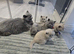Pedigree British Shorthair kittens