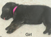 Working line german shepherds puppies