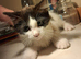 6 Beautiful Ragdoll x Maine Coon × Tuxedo Kittens Ready Now!
