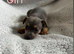 Jack Russell Puppies