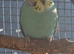Budgies available 9 weeks old