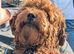 Female pup