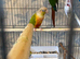 Green cheek conure parrot