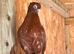 Fancy pigeons for sale
