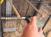 6 bird cages