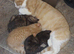 2 kittens girls