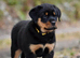 UK’s Finest Rottweiler Puppies