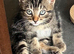 Beautiful male kitten