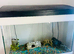 125 litre Fish tank