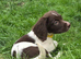 English Springer Spaniel puppies