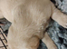 Labrador pups