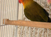 DNA’d Females lovebirds for sale.